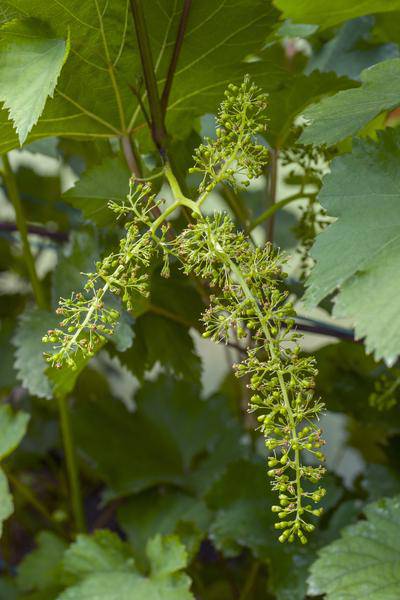 Weinrebe - Weintraube - Vitis vinifera 'Johanniter' - Ø13cm - ↕45cm