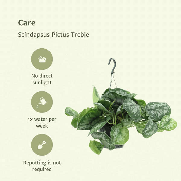Efeutute - Scindapsus Pictus Trebie Epipremnum - Ø15cm - ↕25cm - 2 Stück