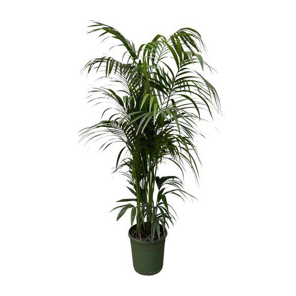 Kentia-Palme – Howea forsteriana – Zimmerpflanze 230cm – Ø38cm – Exklusive XXL-Palme mit eleganten Wedeln – Tropische Kübelpflanze für Wohnzimmer, Büro & Wintergarten – Pflegeleicht