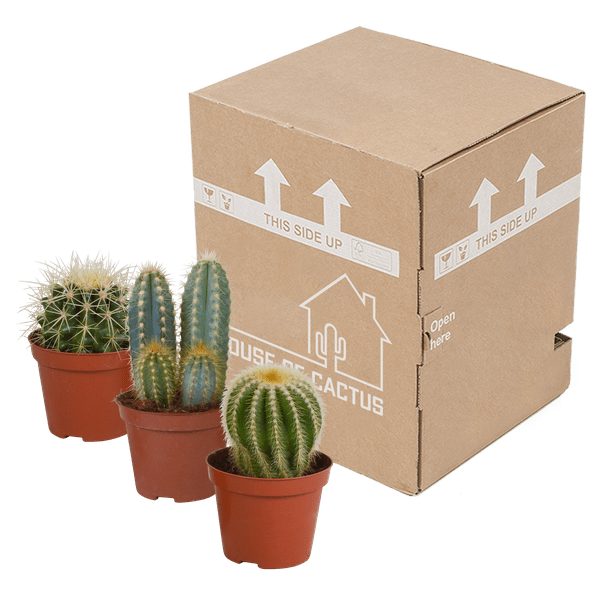 Kakteen Mix - Zimmerpflanzen - 8,5 cm - 3 Stück