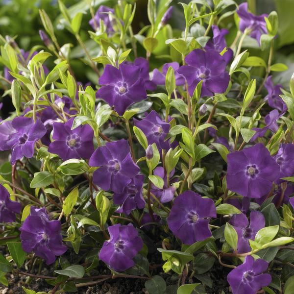 Immergrün – Vinca minor 'Atropurpurea' – ↕10-25cm – Ø9cm – 40 Pflanzen – Bodendecker mit lila Blüten – Pflegeleicht & sonnig/schattig