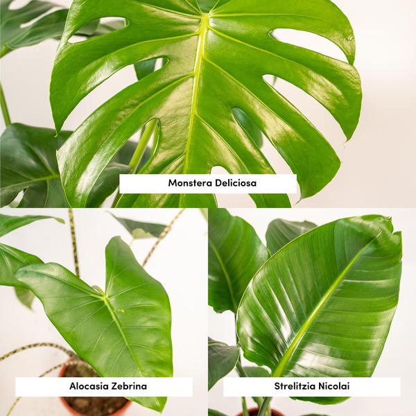 Pflanzenset - Monstera Deliciosa - Ø21cm - ↕75cm + Alocasia Zebrina - Ø19cm - ↕75cm + Strelitzia Nicolai - Ø19cm - ↕85cm