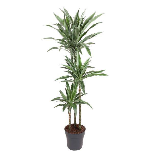 Drachenbaum - Dracaena Warneckei - Zimmerpflanze - 140cm - ø27cm
