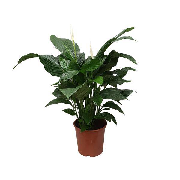 Einblatt - Spathiphyllum Sweet Silvana - Zimmerpflanze - Ø24cm - ↕80cm