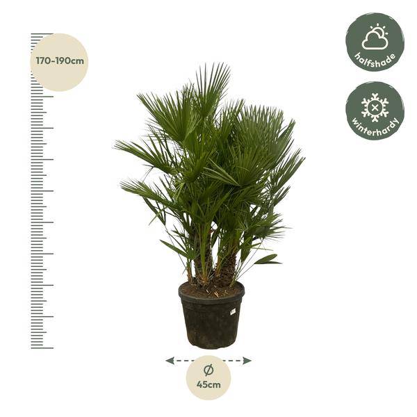 Chamaerops Humilis - Zwergpalme - mehrstämmig - ↕180cm - Ø45cm