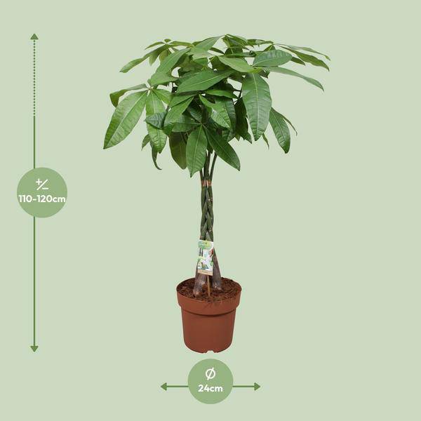 Glückskastanie – Pachira Aquatica – Ø24cm – 120cm hoch – Zimmerpflanze mit geflochtenem Stamm – Tropischer Geldbaum für Wohnzimmer, Büro & Wintergarten