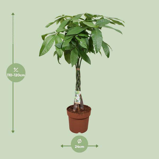 Glückskastanie – Pachira Aquatica – Ø24cm – 120cm hoch – Zimmerpflanze mit geflochtenem Stamm – Tropischer Geldbaum für Wohnzimmer, Büro & Wintergarten