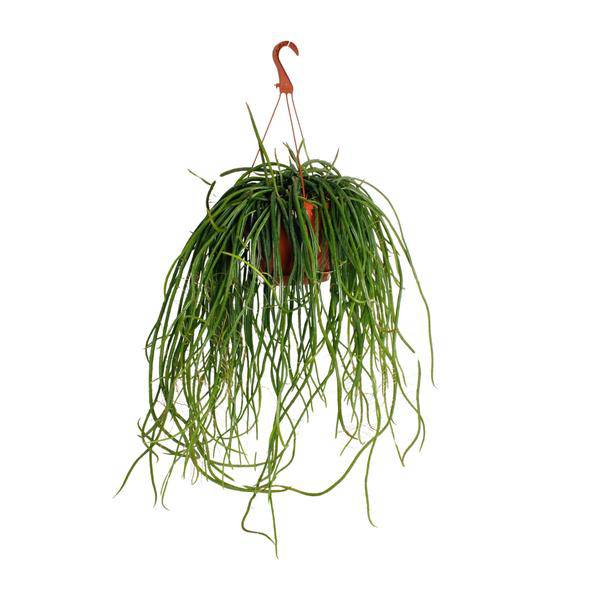 Kaktus - Selenicereus Wercklei - Zimmerpflanze - Ø21cm - ↕50cm