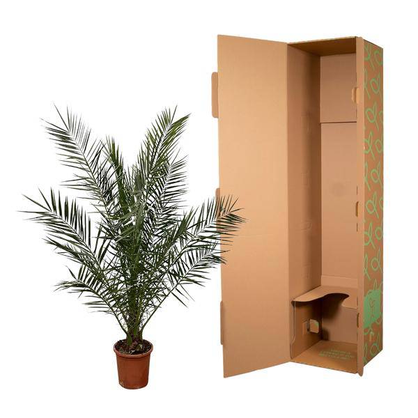 Kanarische Dattelpalme - Phoenix Canariensis - 180cm- Ø25cm