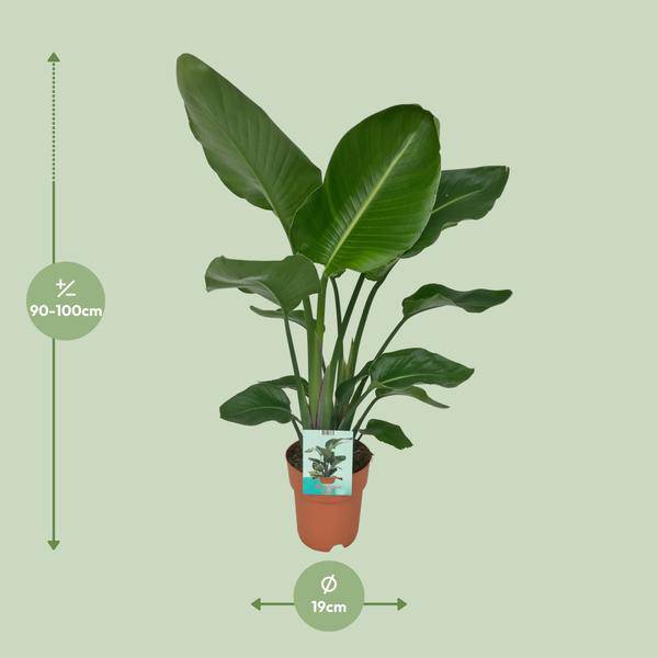 Strelitzia Nicolai – Paradiesvogelpflanze – Ø19cm x H90cm – Tropische Zimmerpflanze mit großen, grünen Blättern – Pflegeleicht – Für helle, halbschattige Standorte