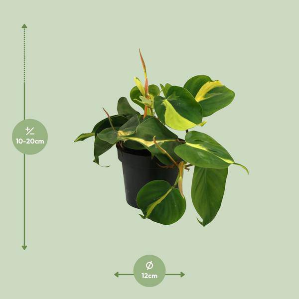 Zwillingsschwertlilie - Lophospermum Brasil Scandens - Zimmerpflanze - Ø12cm - ↕20cm