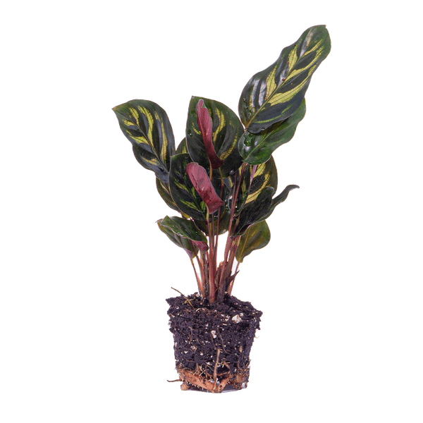 Calathea Makoyana – Pfauenpflanze – Terrarienpflanze – dekoratives Blattmuster