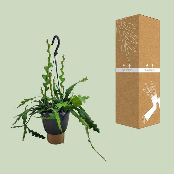 Sägeblattkaktus - Epiphyllum Anguliger - Zimmerpflanze - Ø14cm - ↕35cm