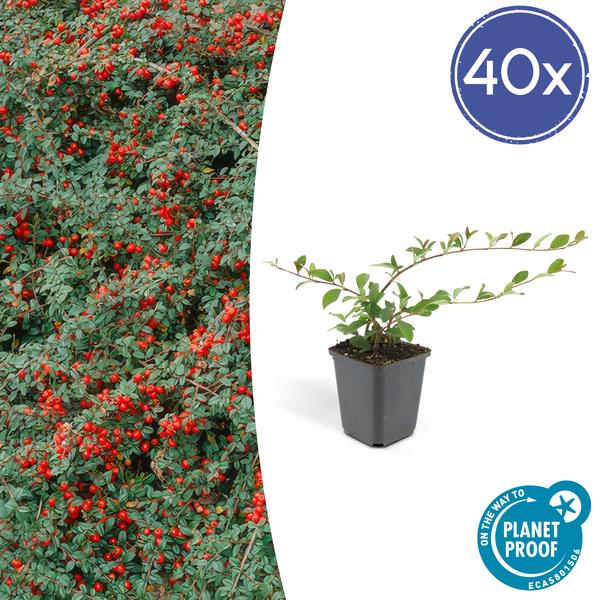Teppich-Zwergmispel - Cotoneaster dammeri - ↕10-25cm - Ø9cm - 40 Stück