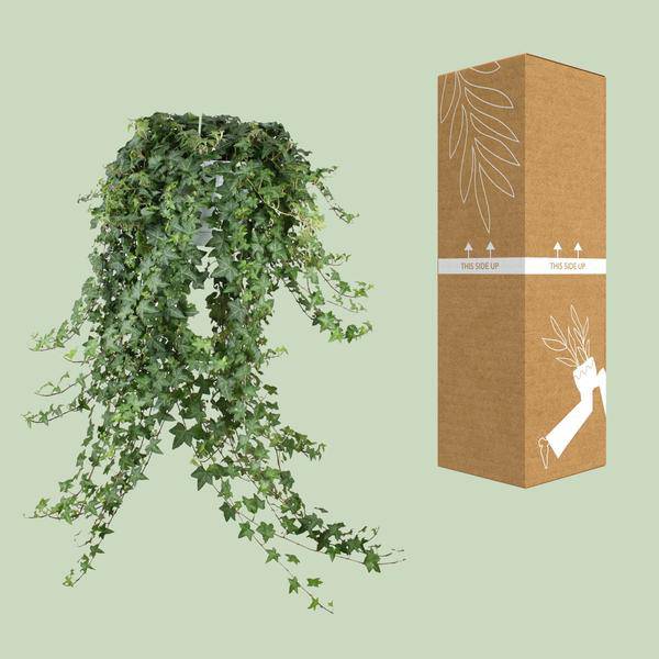 Hedera Helix Pitsburg – Efeu Hängepflanze – Zimmerpflanze Ø24cm – ca. 70cm Länge – Luftreinigende Kletterpflanze für drinnen