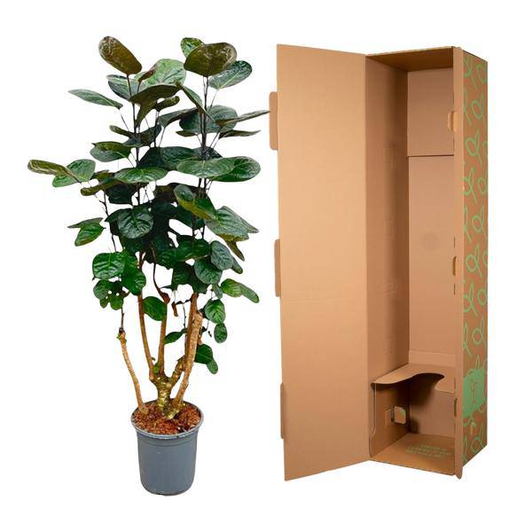Fiederaralie - Polyscias Fabian - Zimmerpflanze - 130cm - ø24cm