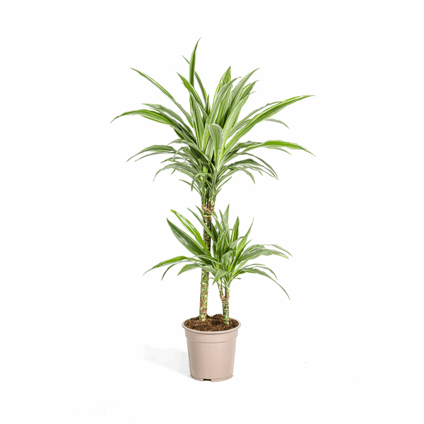 Dracaena Deremensis Weiß gestreift Ø19cm - ↕70 - 90cm