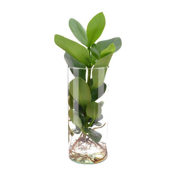 Clusia Im Zylinderglas - Ø12cm - ↕30cm