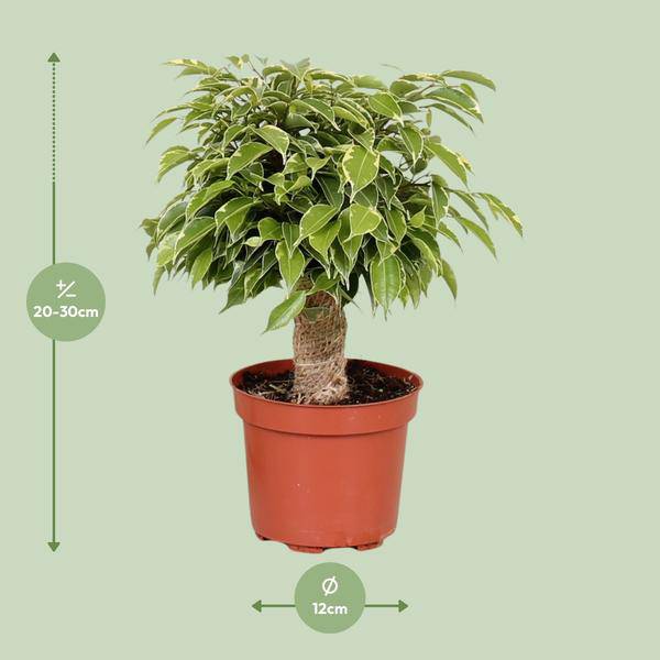 Birken-Feige - Ficus Benjamina Kinky - Zimmerpflanze - Ø12cm - ↕28cm