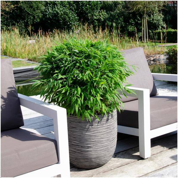 Fargesia moontears Boobux - Bambus - Ø29cm - ↕70cm