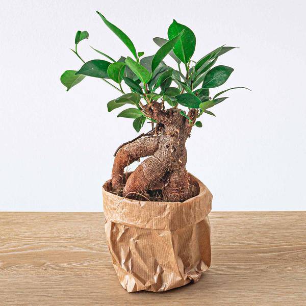 Chinesische Feige – Ficus microcarpa Ginseng – Ø9cm – Bonsai – Zimmerpflanze – Dekorativer Kleinbaum für Zuhause & Büro