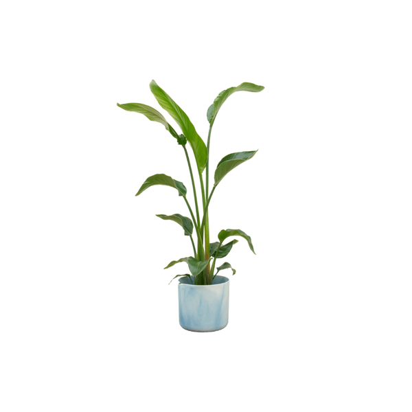 Strelitzia Nicolai – Baum-Strelitzie – Zimmerpflanze – ca. 120 cm hoch – Ø22 cm – mit Topf Ocean Blau – Exotische Pflanze für Wohnzimmer & Büro