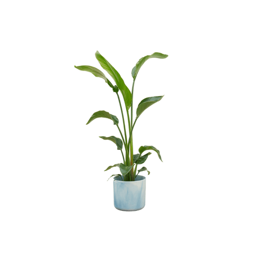 Strelitzia Nicolai – Baum-Strelitzie – Zimmerpflanze – ca. 120 cm hoch – Ø22 cm – mit Topf Ocean Blau – Exotische Pflanze für Wohnzimmer & Büro