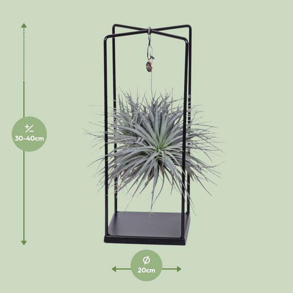 Luftpflanze -Tillandsia Mix - Zimmerpflanze - Ø20cm - ↕20cm