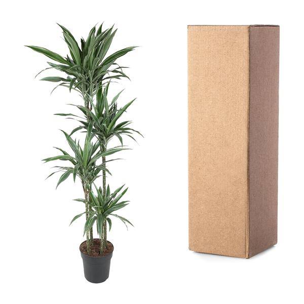 Drachenbaum - Dracaena Warneckei - 190cm - ø27cm