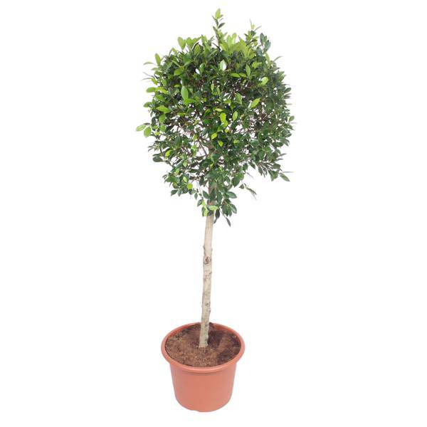 Chinesische Feige - Ficus Nitida - Zimmerpflanze - 170cm - ø40cm