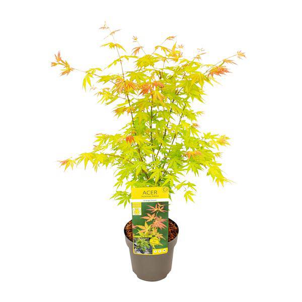 Fächer-Ahorn - Acer palmatum Orangedream - Ø19cm - ↕50cm