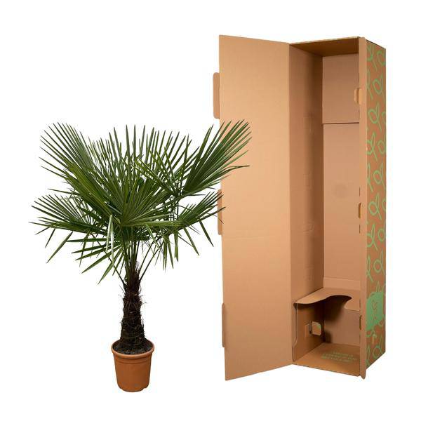 Hanfpalme – Trachycarpus 180cm – Ø30cm – Immergrüne Palme mit fächerförmigen Blättern – Exotische Kübelpflanze für Garten, Terrasse, Balkon & Innenbereich – Pflegeleicht