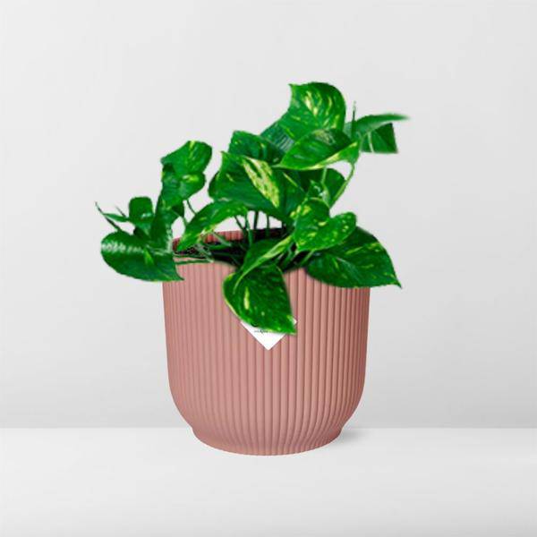 Efeutute - Epipremnum Pinnatum 'Aureum' - Zimmerpflanze + Topf Vibes Fold 14cm Rosa
