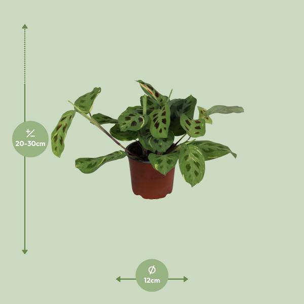 Pfeilwurz - Maranta Leuconeura Fascinator Variegata - Zimmerpflanze - Ø12cm - ↕30cm