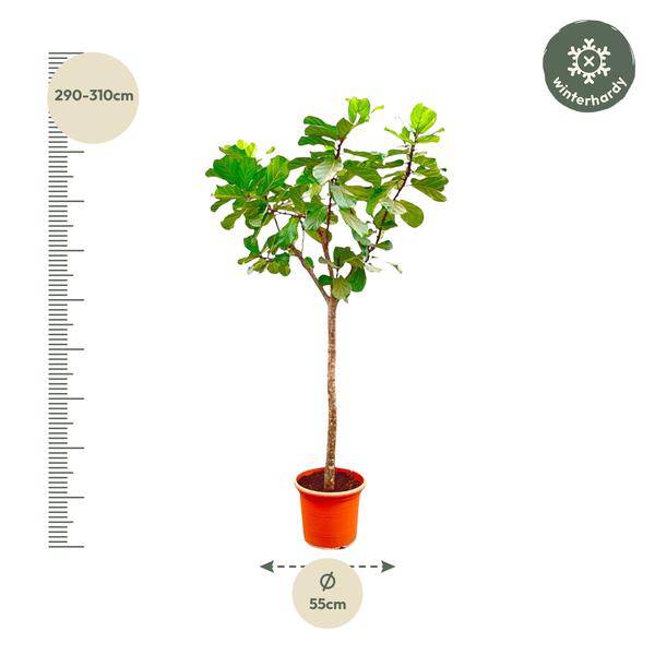 Geigen-Feige – Ficus Lyrata XXL – Zimmerpflanze 300cm – Ø55cm – Exklusive Designpflanze mit großen geigenförmigen Blättern – Tropische XXL-Kübelpflanze für Wohnzimmer, Büro & Wintergarten