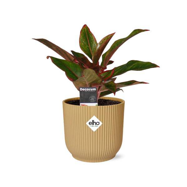 Kolbenfaden - Aglaonema Kreta - Zimmerpflanze + Topf Vibes Fold 14cm Gelb