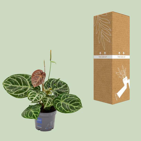 Flamingoblume - Anthurium Kristall-Hybride - Zimmerpflanze - Ø17cm - ↕40cm