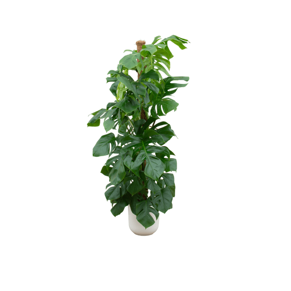 Monstera Pertusum - Fensterblatt - Zimmerpflanze - Ø26cm - ↨150 cm + Topf Jazz Weiß