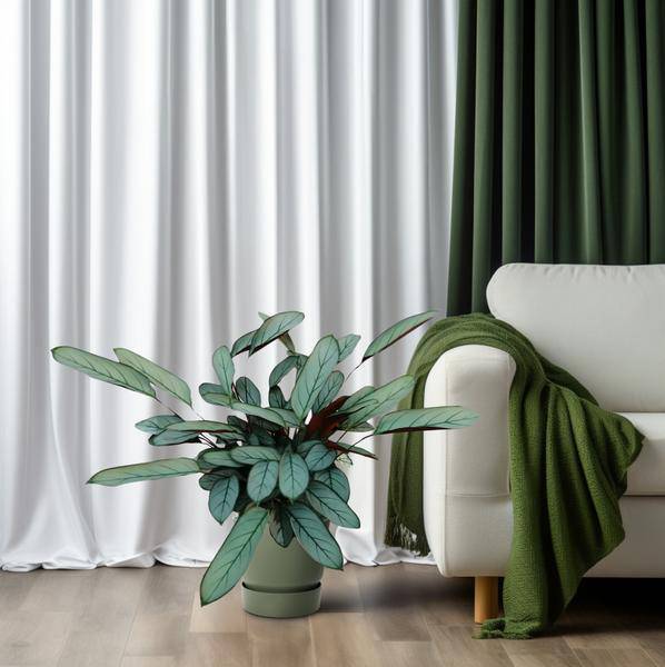 Bamburanta - Ctenanthe Oppenheimiana - Zimmerpflanze - Ø17cm - ↕70cm