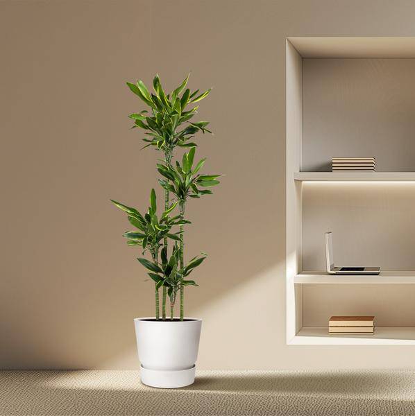 Drachenbaum – Dracaena Golden Coast 170cm – Ø27cm – Exotische Zimmerpflanze mit grünen und goldenen Blättern – Pflegeleichte Grünpflanze für Büro, Wohnzimmer & Wintergarten