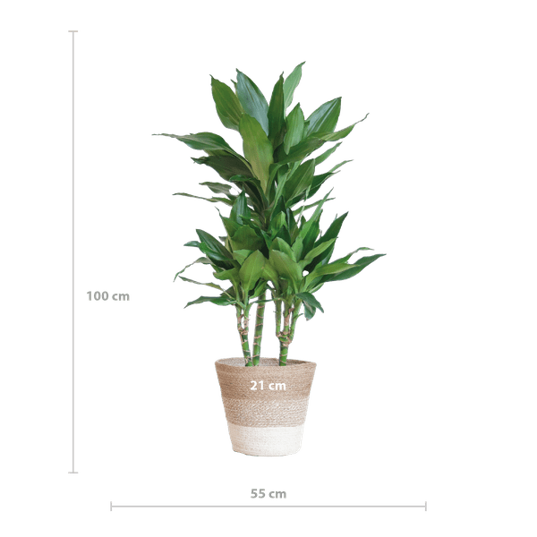 Dracaena Janet Lind 95cm – Drachenbaum Zimmerpflanze Ø21cm – pflegeleichte luftreinigende Grünpflanze im nachhaltigen Jutekorb Lissabon Weiß – dekorativer Blickfang für Zuhause & Büro