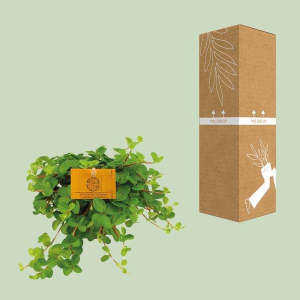 Zwergpfeffer - Peperomia Rotundifolia - Zimmerpflanze - Ø11cm - ↕15cm