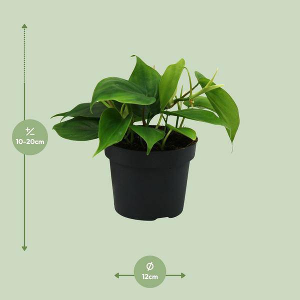 Herzblatt - Philodendron Scandens - Zimmerpflanze - Ø12cm - ↕20cm