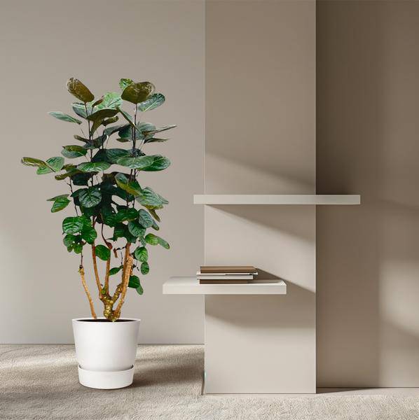 Fiederaralie - Polyscias Fabian - Zimmerpflanze - 130cm - ø24cm