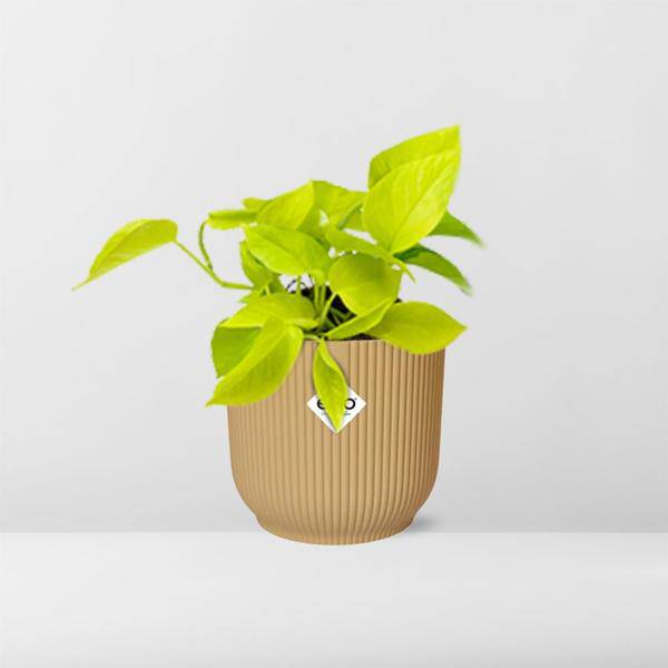 Efeutute - Epipremnum Pinnatum 'Golden Pothos' - Zimmerpflanze + Topf Vibes Fold 14cm Gelb