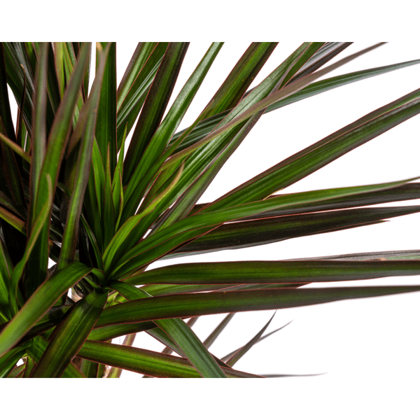 Dracaena Marginata Magenta – Drachenbaum – Zimmerpflanze – Ø17cm – ↕50-70cm – Pflegeleichte Grünpflanze mit roten Blatträndern – Luftreinigende Pflanze für Zuhause & Büro