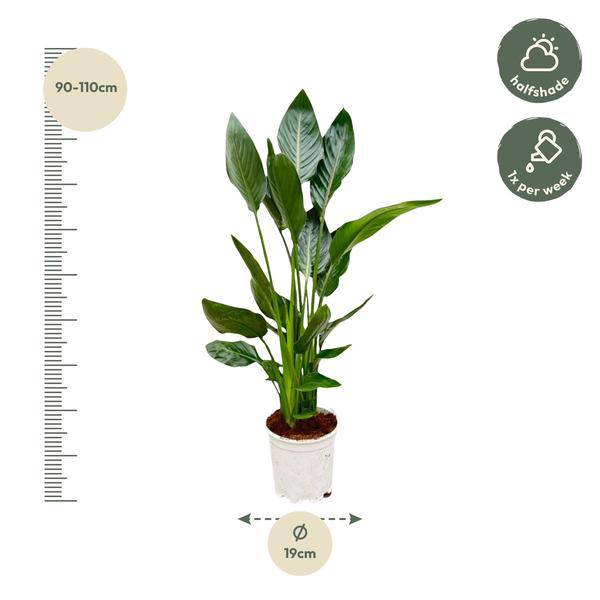 Paradiesvogelblume Strelitzia Reginae – Zimmerpflanze – Ø19cm – Höhe ca. 100cm – Exotische Blüten – Für Innen & Außen – Pflegeleicht
