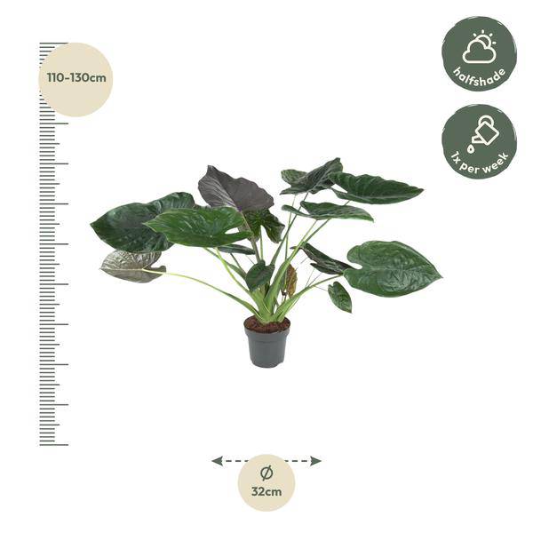 Elefantenohr - Alocasia Wentii - Zimmerpflanze - 120cm - ø32cm