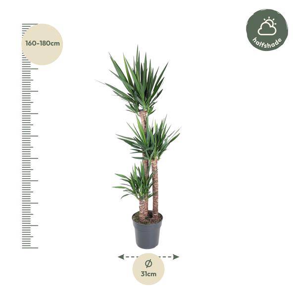 Riesen-Palmlilie - Yucca Elephantipes - Zimmerpflanze - 170cm - ø31cm