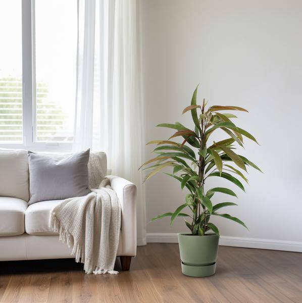 Gummibaum - Ficus Binnendijkii Amstel King - Zimmerpflanze - Ø17cm - ↕70cm